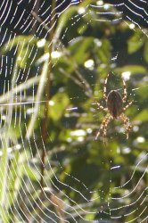 Spinne im Netz